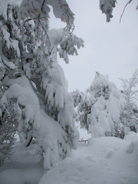 211125鞍掛山 (4)